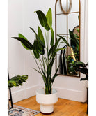 Potted Artificial Plant - Cana Artificial Canna Potted Plant (Multiple Sizes)