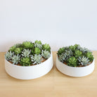 Potted Artificial Plant - Eva Artificial Succulent Arrangement In Low White Pot