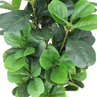 Potted Artificial Plant - Guatape Artificial Fiddle Leaf Potted Plant (Multiple Sizes)