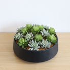 Potted Artificial Plant - Kae Artificial Succulent Arrangement In Low Black Pot