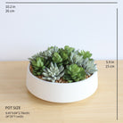 Potted Artificial Plant - Eva Artificial Succulent Arrangement In Low White Pot