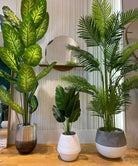 Potted Artificial Plant - Dira Artificial Evergreen Potted Plant (Multiple Sizes)