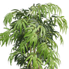 Potted Artificial Plant - Ceja Artificial Korea Bamboo Potted Plant (Multiple Sizes)