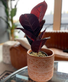 Potted Artificial Plant - Mongui Artificial Rubber Potted Plant 1.2'