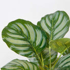 Calathea Faux Potted Plant Potted Artificial Plant ArtiPlanto 