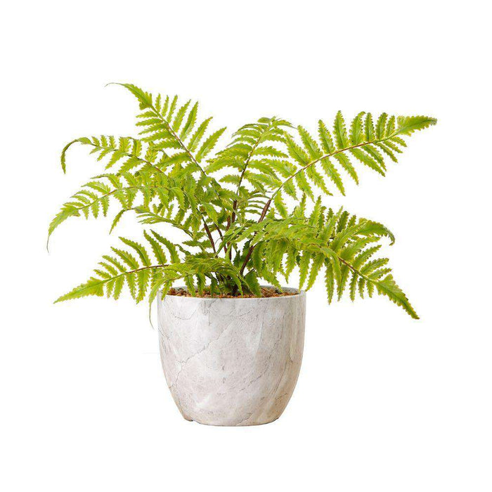 Bera Potted Faux Fern exclusive at artiplanto