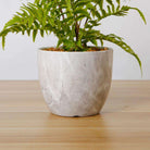 BERA POTTED FAUX FERN ArtiPlanto