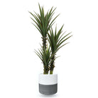 Coba Cement Planter (Multiple Sizes) ArtiPlanto