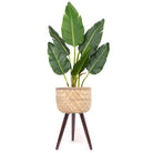 FLAR BAMBOO PLANTER ON WOODEN STAND ArtiPlanto