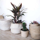 ISAK - Seagrass Basket With White Decoration ArtiPlanto