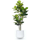 LAZARO WHITE CEMENT PLANTER 13'' ArtiPlanto