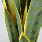 LETI Artificial Snake Sansevieria Potted Plant 21'' ArtiPlanto