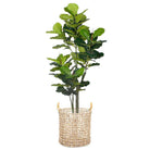 LUPE WATER HYACINTH PLANTER ArtiPlanto