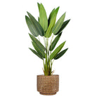 Lany - Brass Mid- Century Planter ArtiPlanto