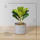 Panuco Potted Faux Fiddle Plant ArtiPlanto